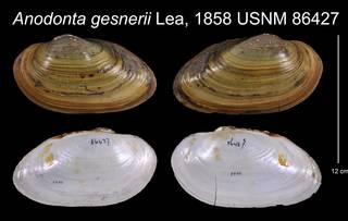 To NMNH Extant Collection (Anodonta gesnerii Lea, 1858    USNM 86427)