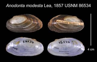 To NMNH Extant Collection (Anodonta modesta Lea, 1857    USNM 86534)