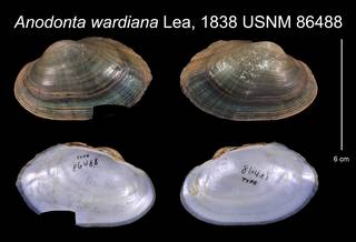 To NMNH Extant Collection (Anodonta wardiana Lea, 1838    USNM 86488)