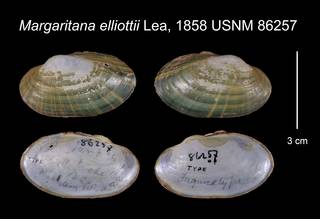 To NMNH Extant Collection (Margaritana elliottii Lea, 1858    USNM 86257)