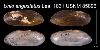 To NMNH Extant Collection (Unio angustatus Lea, 1831    USNM 85896)