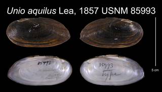 To NMNH Extant Collection (Unio aquilus Lea, 1857    USNM 85993)