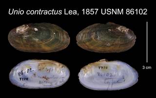 To NMNH Extant Collection (Unio contractus Lea, 1857    USNM 86102)