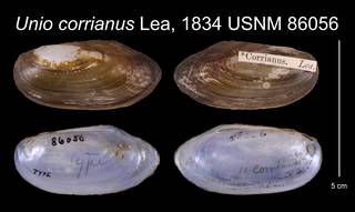 To NMNH Extant Collection (Unio corrianus Lea, 1834 USNM 86056)