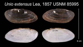 To NMNH Extant Collection (Unio extensus Lea, 1857    USNM 85995)