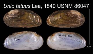 To NMNH Extant Collection (Unio fatuus Lea, 1840    USNM 86047)
