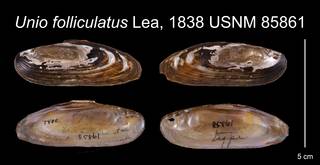 To NMNH Extant Collection (Unio folliculatus Lea, 1838    USNM 85861)