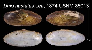 To NMNH Extant Collection (Unio hastatus Lea, 1874    USNM 86013)