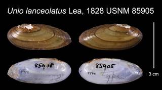 To NMNH Extant Collection (Unio lanceolatus Lea, 1828    USNM 85905)
