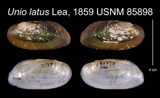 To NMNH Extant Collection (Unio latus Lea, 1859    USNM 85898)
