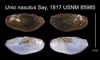 To NMNH Extant Collection (Unio nasutus Say, 1817    USNM 85985)