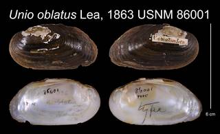 To NMNH Extant Collection (Unio oblatus Lea, 1863    USNM 86001)
