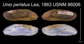 To NMNH Extant Collection (Unio perlatus Lea, 1863    USNM 86006)