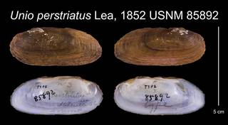 To NMNH Extant Collection (Unio perstriatus Lea, 1852    USNM 85892)