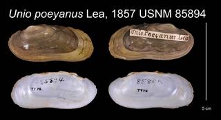 To NMNH Extant Collection (Unio poeyanus Lea, 1857    USNM 85894)