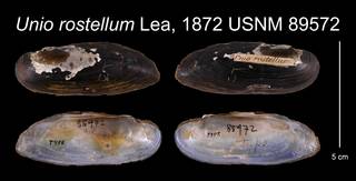To NMNH Extant Collection (Unio rostellum Lea, 1872    USNM 85972)
