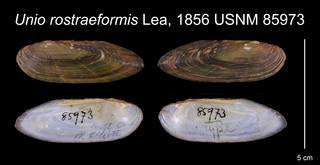 To NMNH Extant Collection (Unio rostraeformis Lea, 1856    USNM 85973)