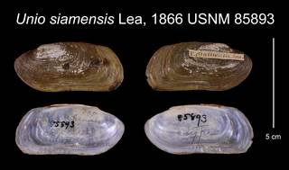 To NMNH Extant Collection (Unio siamensis Lea, 1866    USNM 85893)