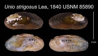 To NMNH Extant Collection (Unio strigosus Lea, 1840    USNM 85890)