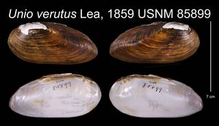 To NMNH Extant Collection (Unio verutus Lea, 1859    USNM 85899)