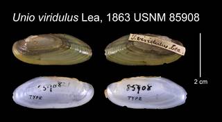 To NMNH Extant Collection (Unio viridulus Lea, 1863    USNM 85908)