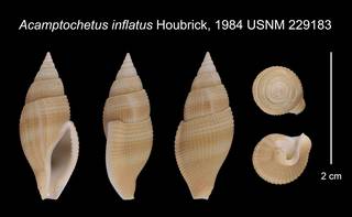 To NMNH Extant Collection (Acamptochetus inflatus Houbrick, 1984    USNM 229183)