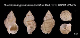 To NMNH Extant Collection (Buccinum angulosum transliratum Dall, 1919    USNM 221455)