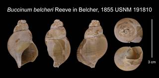 To NMNH Extant Collection (Buccinum belcheri Reeve in Belcher, 1855    USNM 191810)