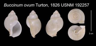 To NMNH Extant Collection (Buccinum ovum Turton, 1826    USNM 192257)