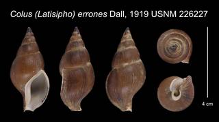 To NMNH Extant Collection (Colus (Latisipho) errones Dall, 1919    USNM 226227)