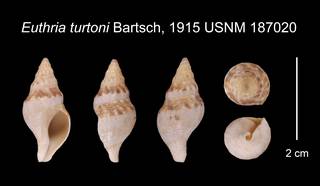 To NMNH Extant Collection (Euthria turtoni Bartsch, 1915    USNM 187020)