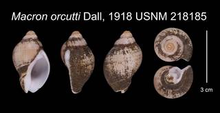 To NMNH Extant Collection (Macron orcutti Dall, 1918    USNM 218185)