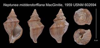 To NMNH Extant Collection (Neptunea middendorffiana MacGinitie, 1959    USNM 602694)