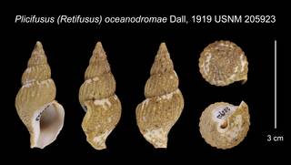 To NMNH Extant Collection (Plicifusus (Retifusus) oceanodromae Dall, 1919    USNM 205923)