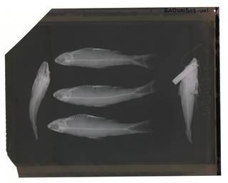 To NMNH Extant Collection (Clupeoides borneensis RAD100505-001)