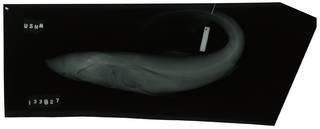 To NMNH Extant Collection (Carcharhinus signatus RAD100280-001)