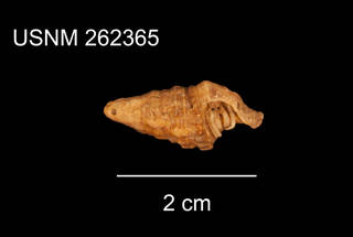 To NMNH Extant Collection (IZ 262365 Face View)