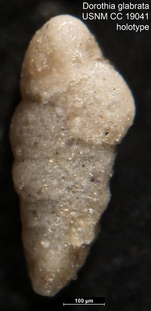 To NMNH Paleobiology Collection (Dorothia glabrata USNM CC 19041 holotype)