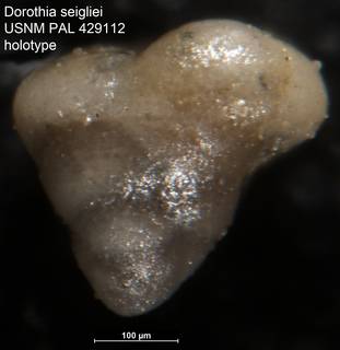 To NMNH Paleobiology Collection (Dorothia seigliei USNM PAL 429112 holotype)