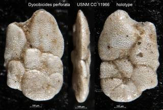 To NMNH Paleobiology Collection (Dyocibicides perforata USNM CC 11966 holotype)