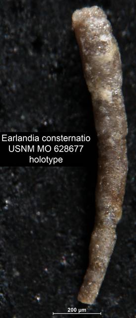 To NMNH Paleobiology Collection (Earlandia consternatio USNM MO 628677 holotype)