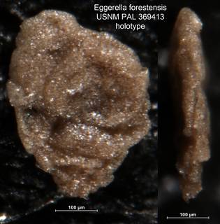To NMNH Paleobiology Collection (Eggerella forestensis USNM PAL 369413 holotype)