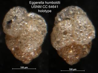 To NMNH Paleobiology Collection (Eggerella humboldti USNM CC 64641 holotype)