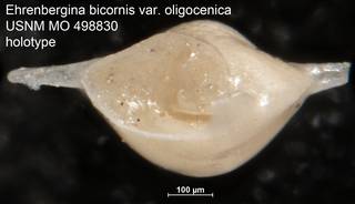 To NMNH Paleobiology Collection (Ehrenbergina bicornis var. oligocenica USNM MO 498830 holotype top)