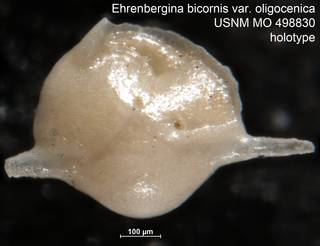 To NMNH Paleobiology Collection (Ehrenbergina bicornis var. oligocenica USNM MO 498830 holotype)