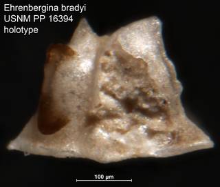 To NMNH Paleobiology Collection (Ehrenbergina bradyi USNM PP 16394 holotype 2)