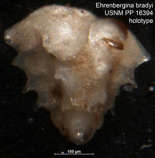 To NMNH Paleobiology Collection (Ehrenbergina bradyi USNM PP 16394 holotype)