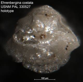 To NMNH Paleobiology Collection (Ehrenbergina costata USNM PAL 330527 holotype 2)