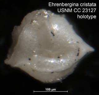 To NMNH Paleobiology Collection (Ehrenbergina cristata USNM CC 23127 holotype ap)