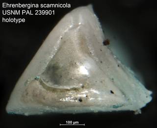 To NMNH Paleobiology Collection (Ehrenbergina scamnicola USNM PAL 239901 holotype ap)